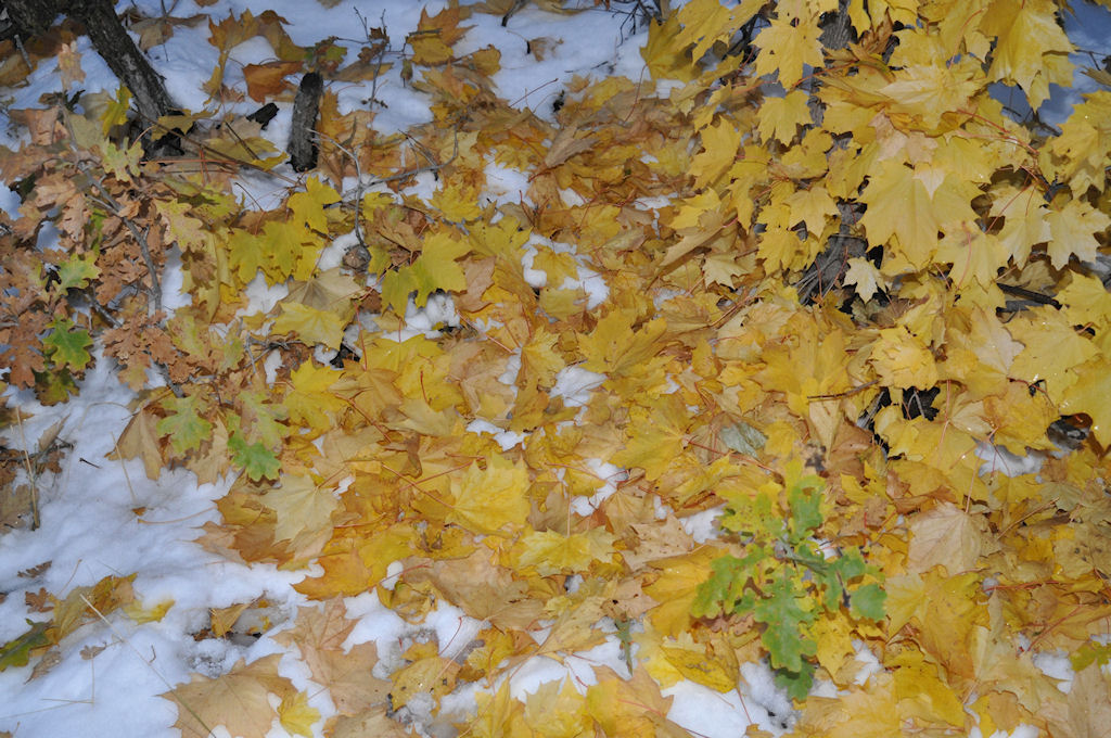 Fall Leaves on Snow