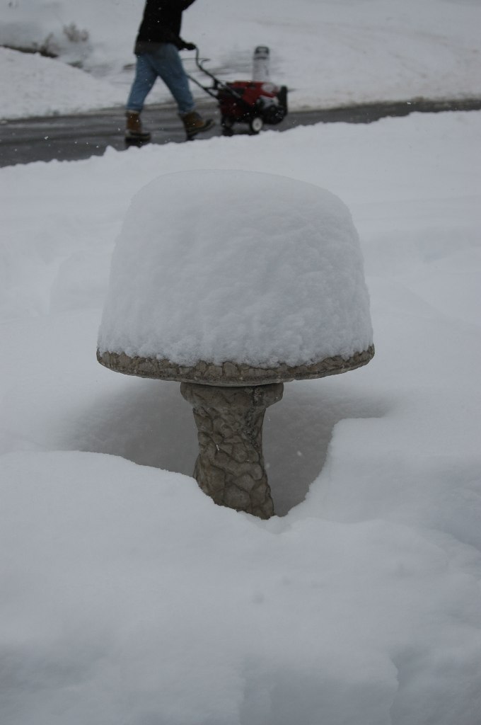 Snow Mushroom