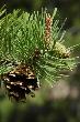 Pine Reproduction